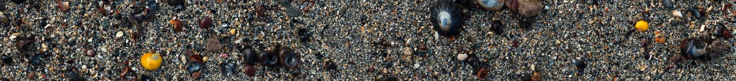 beach mosaic from Barns Ness